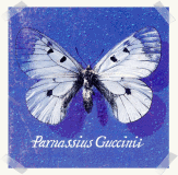 Parnassius Guccini
